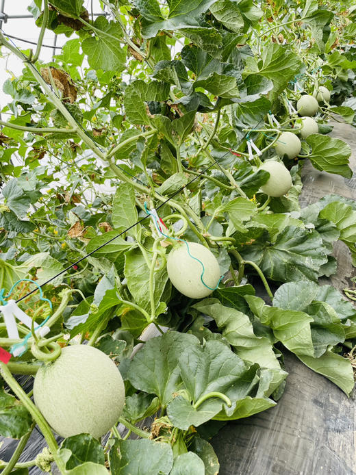 阿林有机种植甜瓜 商品图2