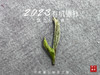 【2023春茶】2023有机银针，两个月就生出了人家一年才生成的稻谷香，太与众不同了！ 商品缩略图5