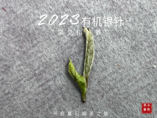 【2023春茶】2023有机银针，两个月就生出了人家一年才生成的稻谷香，太与众不同了！ 商品图5