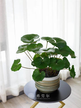 大吴风草
