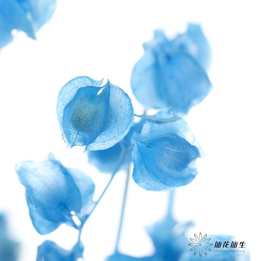 永生花材 | 灯笼果蓝色 商品图3