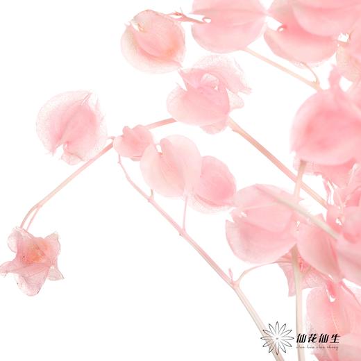 永生花材 | 灯笼果粉色 商品图3