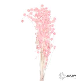 永生花材 | 灯笼果粉色