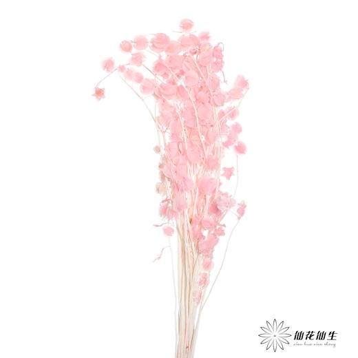 永生花材 | 灯笼果粉色 商品图0