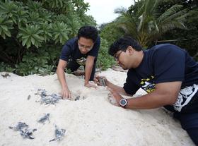 马来西亚·海龟保育义工旅行｜拒绝内耗，9天8晚在与世隔绝的海岛，与科学家一起投身海龟保育