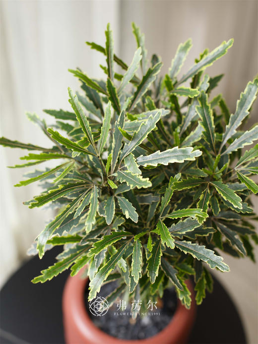 金丝孔雀木 商品图1