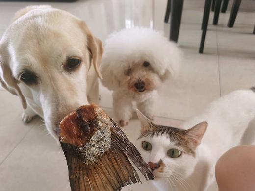 烘干三文鱼尾洁齿磨牙美毛补钙大号一只独立装（鱼油溢出属于正常现象介意勿拍） 商品图4