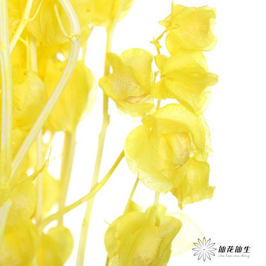 永生花材 | 灯笼果黄色 商品图1