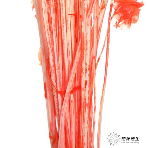 永生花材 | 灯笼果橙红 商品图3