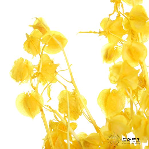 永生花材 | 灯笼果橙色 商品图1