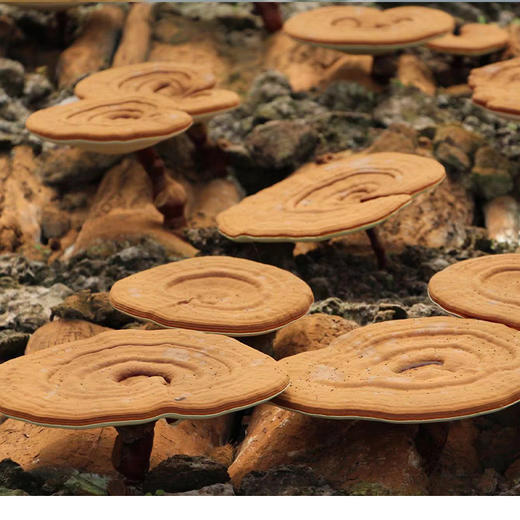 【破壁灵芝孢子粉】有机仿野生种植，蓝帽子认证，破壁率高达99.1% 商品图5