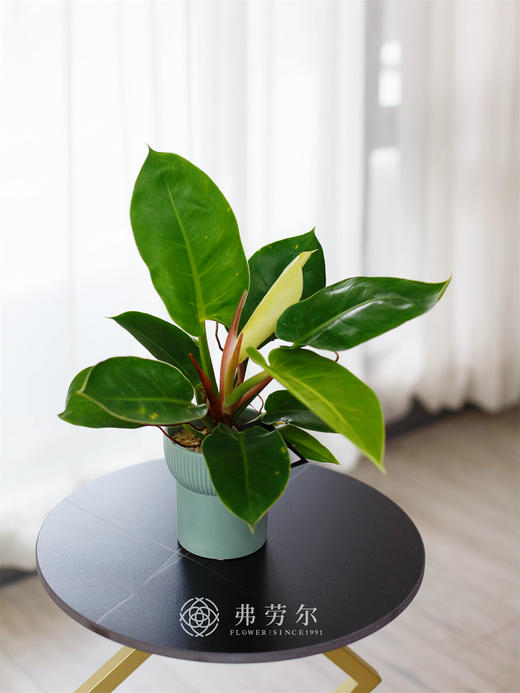 金帝王 商品图0