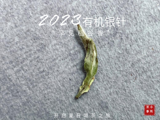【2023春茶】2023有机银针，两个月就生出了人家一年才生成的稻谷香，太与众不同了！ 商品图6