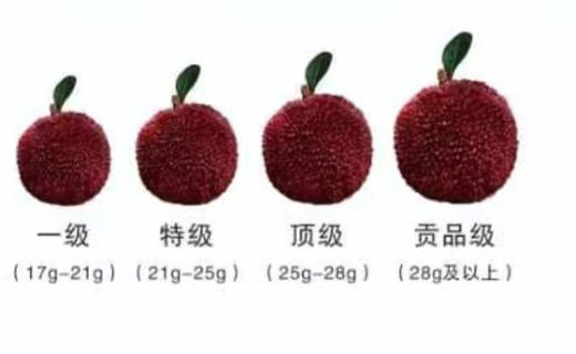 有机仙居杨梅2.8斤真空装 一级（17-21g/枚） 商品图4