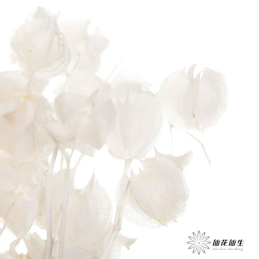 永生花材 | 灯笼果白色 商品图1