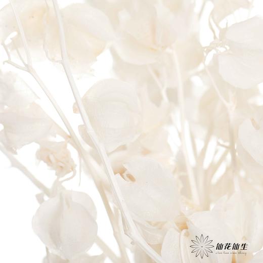 永生花材 | 灯笼果白色 商品图3