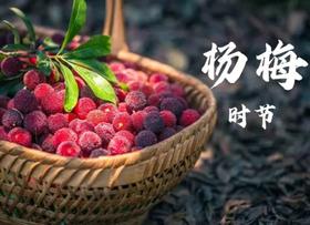 慈溪精选现摘大颗杨梅