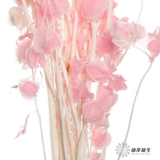 永生花材 | 灯笼果粉色 商品图4