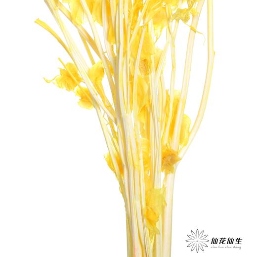 永生花材 | 灯笼果橙色 商品图4