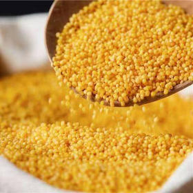 【超厚米油】2024米脂特级黄小米