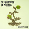zeze青橡果猫薄荷玩具-B （包邮） 商品缩略图3