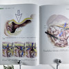 新版精装盆腔解剖与妇产科手术图谱中卷 原书第5版解剖图谱手术医学实用妇产科学妇科医学书内镜检查与内镜手术妇产科主治医师用书 商品缩略图3