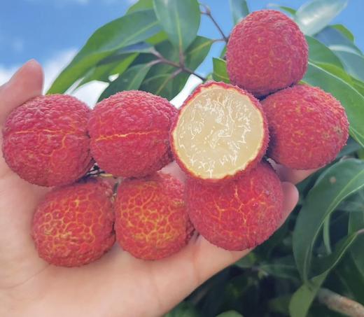 海南无籽荔枝 |水果 商品图0