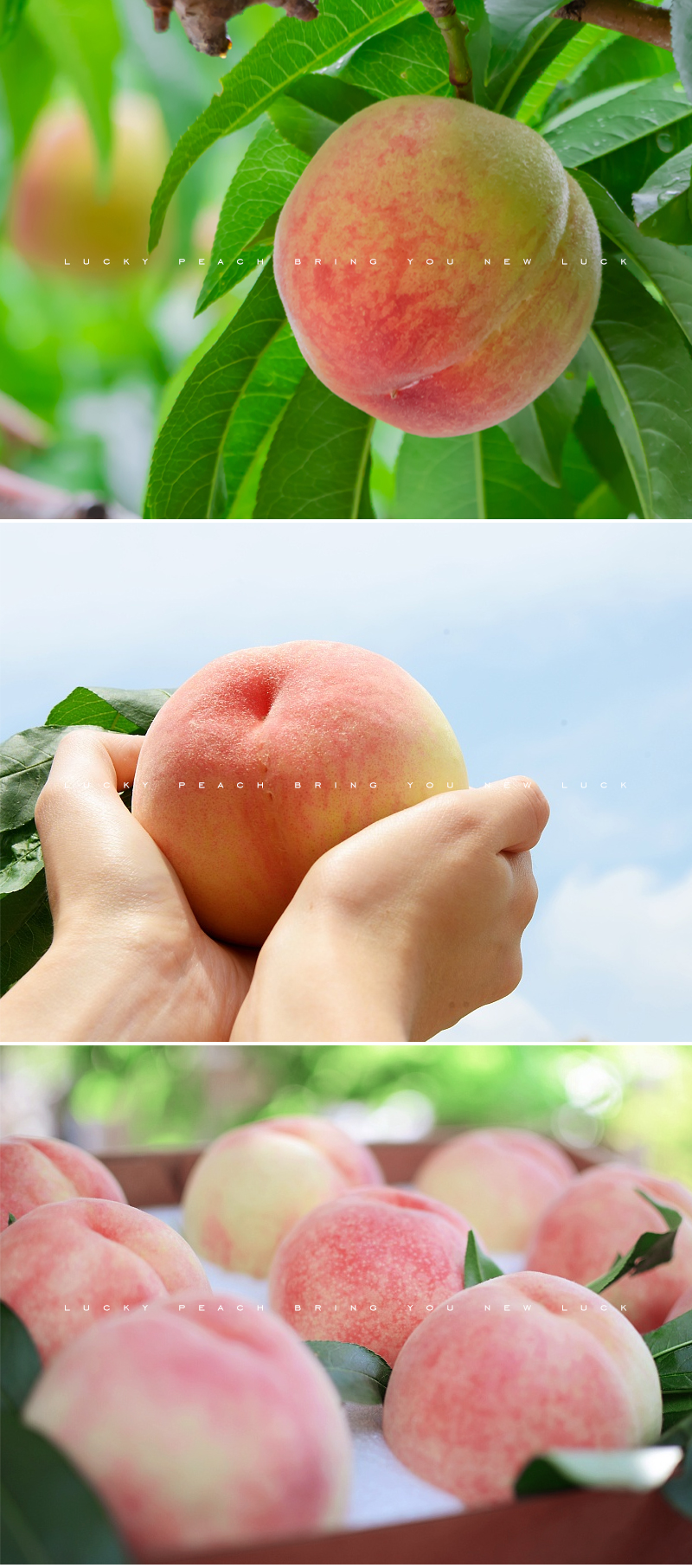 龙泉驿水蜜桃 凤凰桃