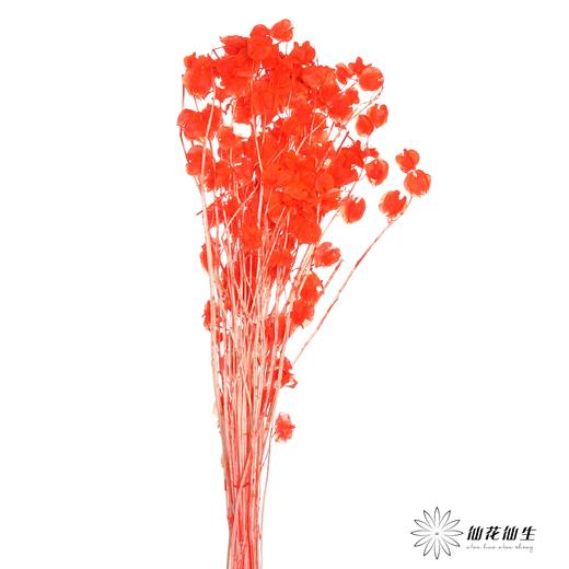 永生花材 | 灯笼果橙红 商品图2