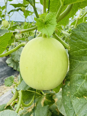 阿林有机种植甜瓜