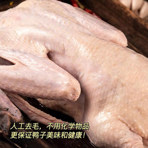 洪湖绿头野鸭散养12个月以上，带溯源码，清水炖出好味道，红烧更惊艳，无膻味！久炖肉不散，紧实有嚼劲，肥而不腻！ 商品图0