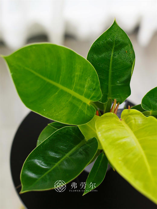 金帝王 商品图1