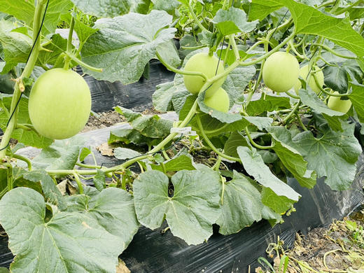 阿林有机种植甜瓜 商品图4