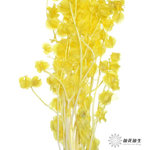 永生花材 | 灯笼果黄色 商品图2