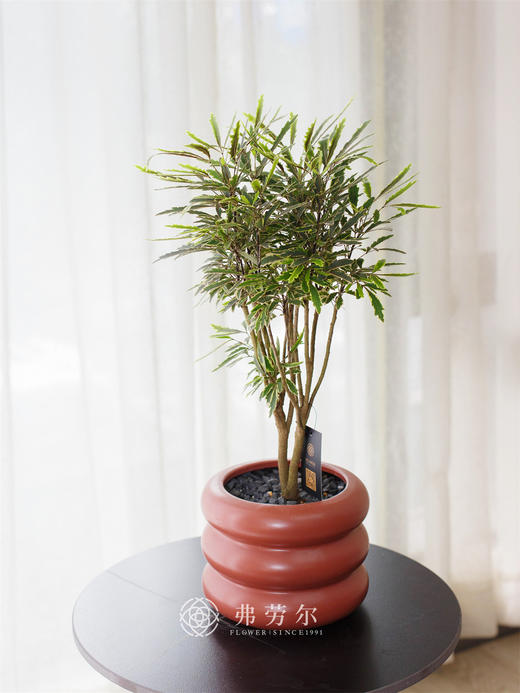 金丝孔雀木 商品图0