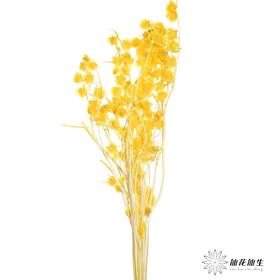 永生花材 | 灯笼果橙色