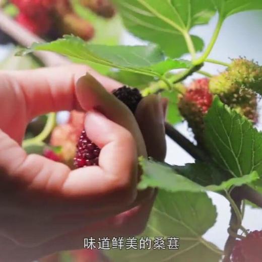 宝桑园桑果汁330ml 商品图2