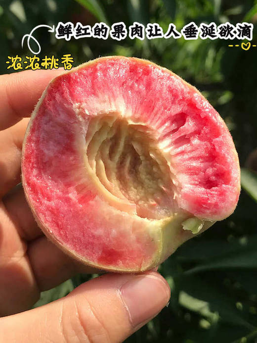 河南桐柏血桃 新鲜水果整箱5斤 商品图2