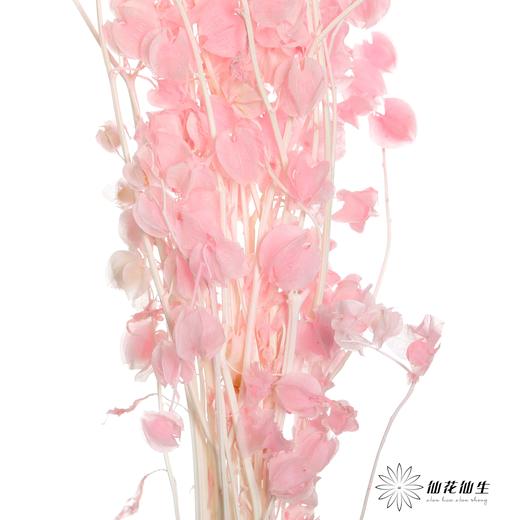 永生花材 | 灯笼果粉色 商品图2