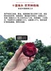 慈溪精选现摘大颗杨梅 商品缩略图3