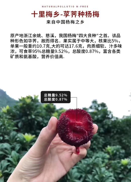 慈溪精选现摘大颗杨梅 商品图3