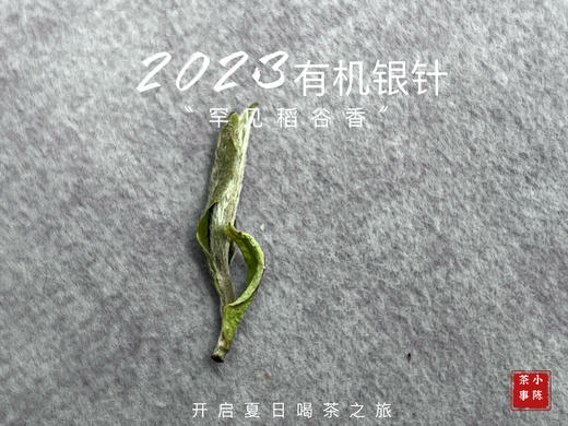【2023春茶】2023有机银针，两个月就生出了人家一年才生成的稻谷香，太与众不同了！ 商品图4