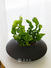 黑扁盆鸟巢蕨 商品缩略图0