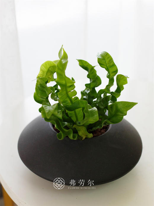黑扁盆鸟巢蕨 商品图0