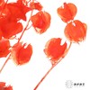 永生花材 | 灯笼果橙红 商品缩略图4