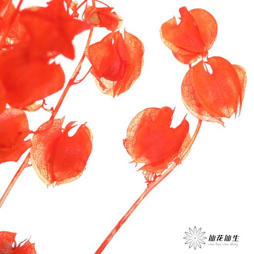 永生花材 | 灯笼果橙红 商品图4