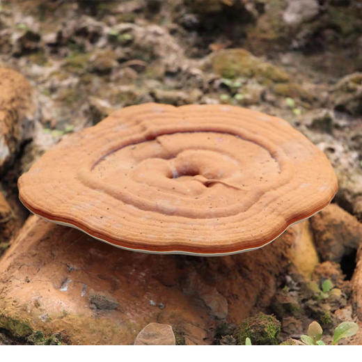 【破壁灵芝孢子粉】有机仿野生种植，蓝帽子认证，破壁率高达99.1% 商品图2