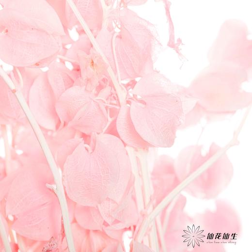 永生花材 | 灯笼果粉色 商品图1