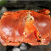 纯野生原装进口 面包蟹600-800g/只熟冻海鲜水产特大超大螃蟹黄金蟹 商品缩略图0