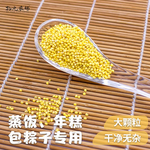 新鲜有机大黄米350g 黏糯五谷杂粮米饭伴侣搭配熬粥 商品图1